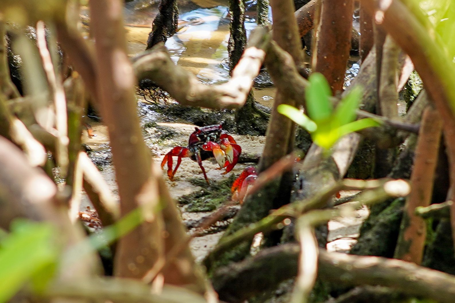 Caranguejo em área de manguezal de Barra do Jacuípe, em Camaçari, durante ação de preservação ambiental.