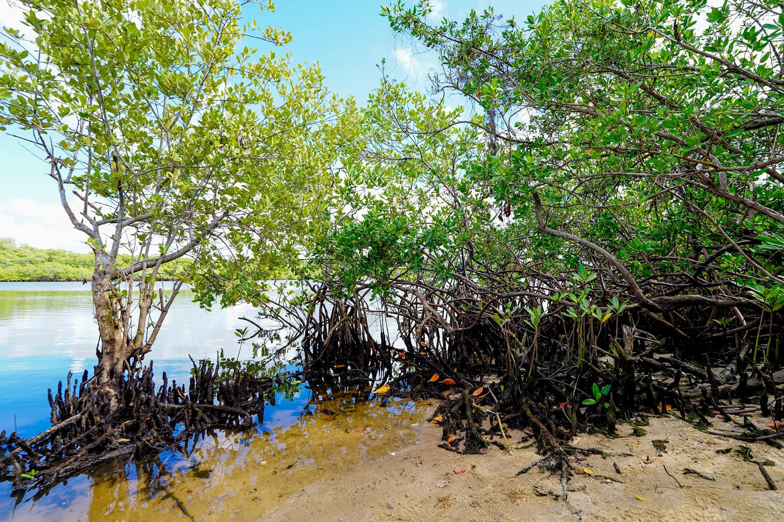 Área de manguezal em Barra do Jacuípe, em Camaçari, durante ação de recuperação ambiental.