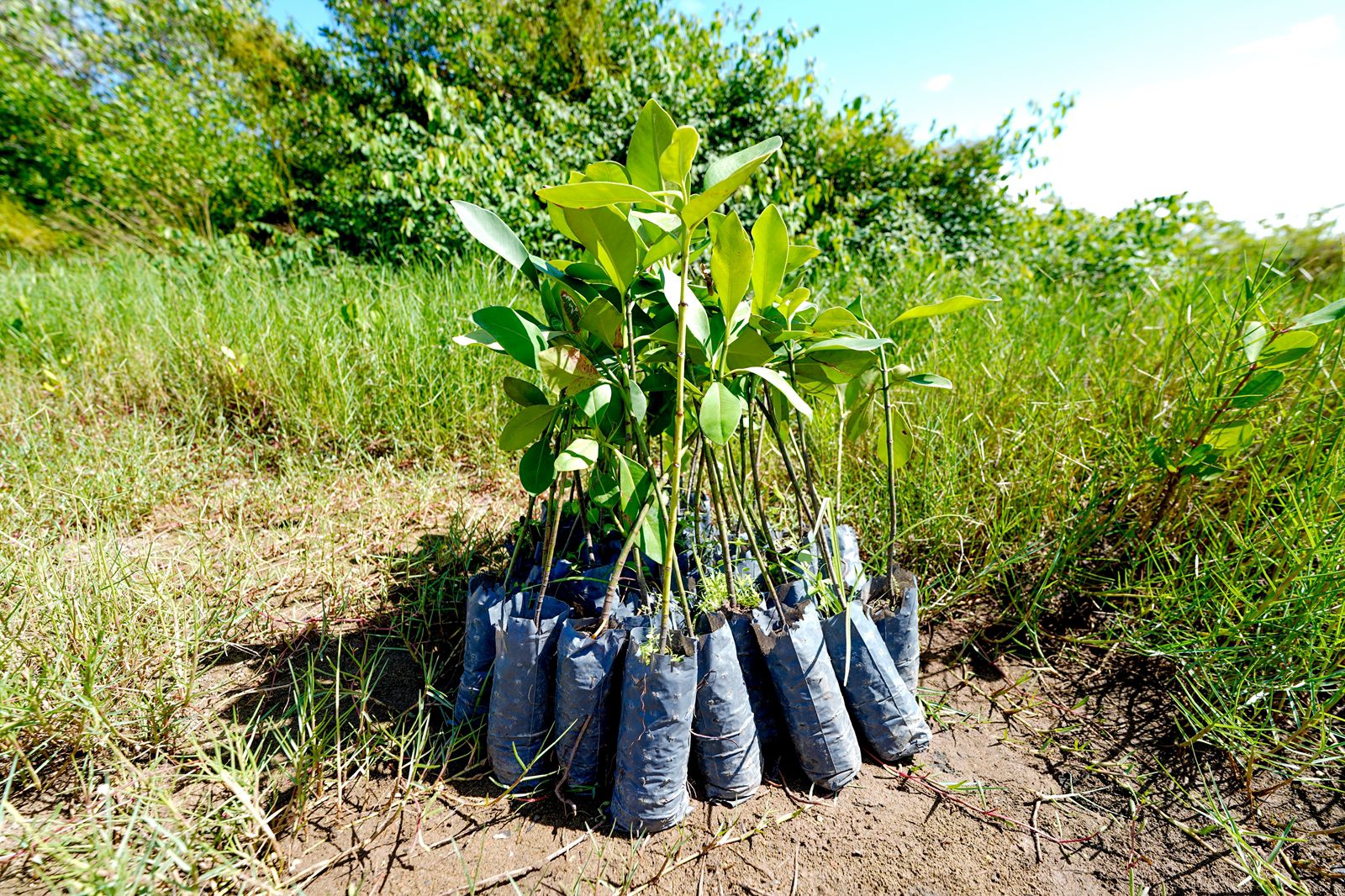 Mudas de mangue-doce preparadas para plantio em ação de recuperação ambiental em Barra do Jacuípe, em Camaçari.