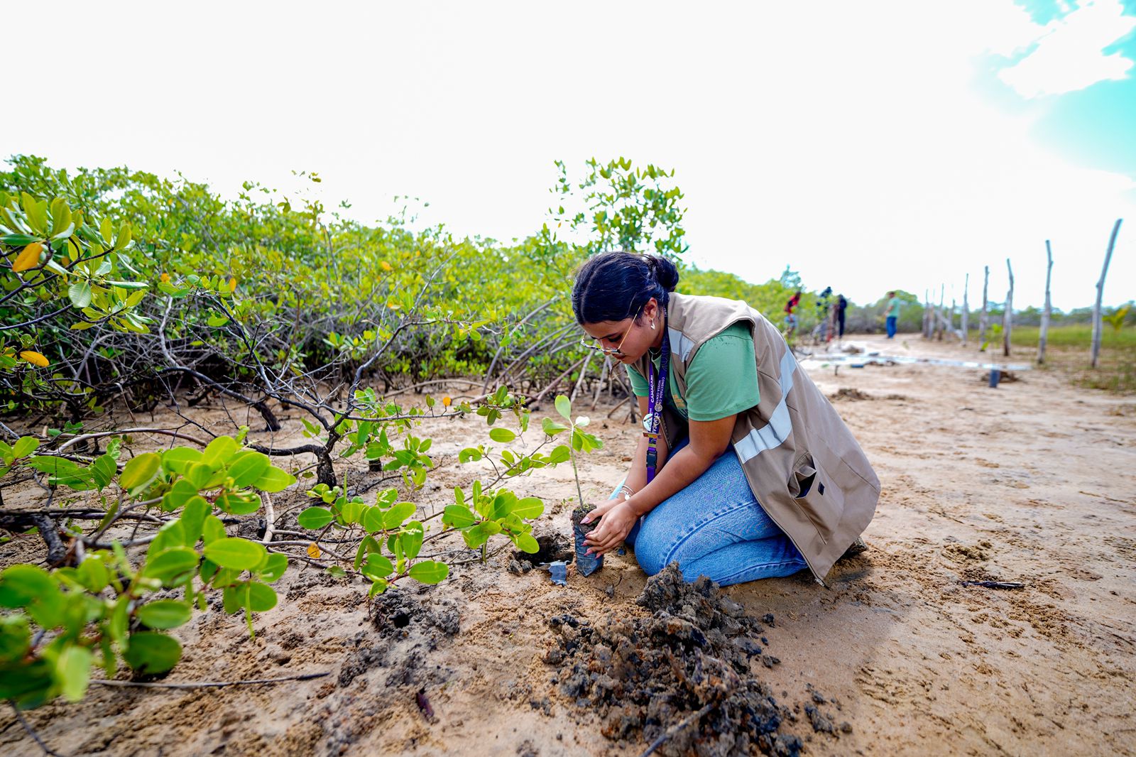 Mulher realiza plantio de muda de mangue-doce durante ação de recuperação ambiental em Barra do Jacuípe, em Camaçari.